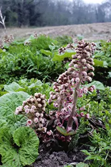 Hybridus: BUTTERBUR