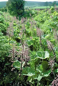 Hybridus: BUTTERBUR