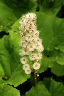 Hybridus: Butterbur