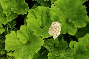 Hybridus: Butterbur