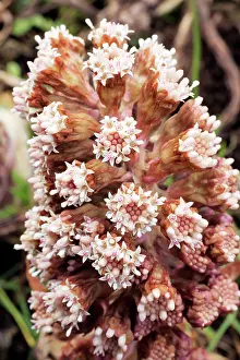 Hybridus: Butterbur - Flowering plant