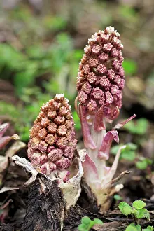 Hybridus: Butterbur - Flowering plants