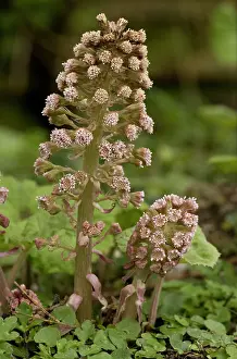 Hybridus: Butterbur, male spikes in flower