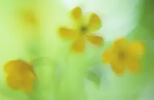 Defocused: Buttercup