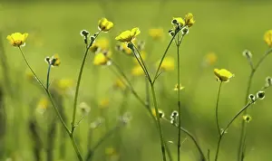 Acris: Buttercup