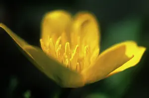 Acris: Buttercup
