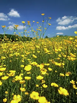 Cheery: Buttercup