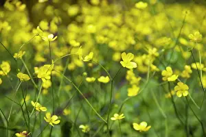 Acris: Buttercup