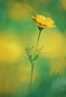 Inspiring: Buttercup
