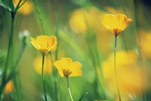 Acris: Buttercup