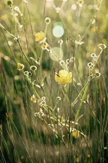 Flare: Buttercup
