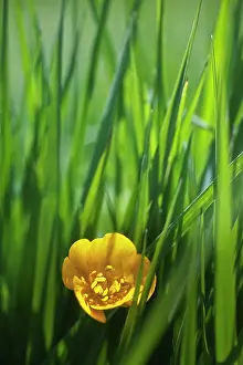 Creeping: Buttercup