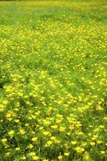 Blissful: Buttercup