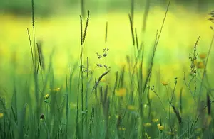 Acris: Buttercup
