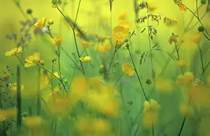 Blissful: Buttercup