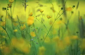 Blissful: Buttercup