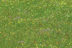 Acris: Buttercup