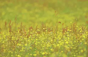 Combinations: Buttercup