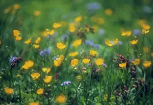 Blissful: Buttercup