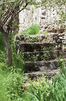 Steps: Buttercup