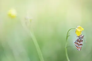Spearwort: Buttercup