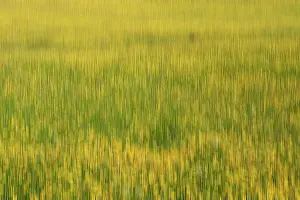Buttercups: Buttercup abstract