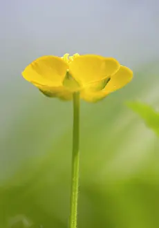 Repens: Buttercup Flower