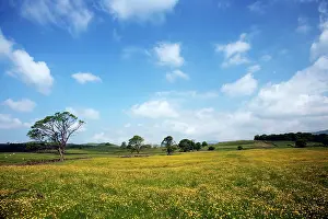 Buttercups: Buttercup Flower meadow