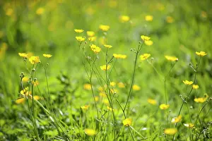 Buttercup: Buttercup, Meadow buttercup, Ranunculus acris growing in a g