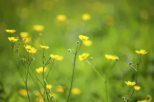 Buttercup: Buttercup, Meadow buttercup, Ranunculus acris growing in a g