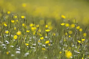 Buttercup: Buttercup, Ranunculus acris, Yellow subject