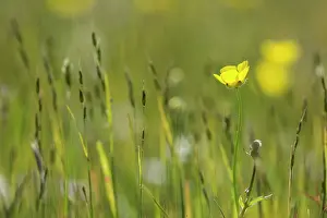 Buttercup: Buttercup, Ranunculus acris, Yellow subject
