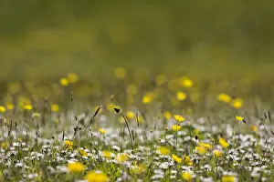 Buttercup: Buttercup, Ranunculus acris, Yellow subject