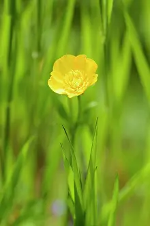 Buttercup: Buttercup, Ranunculus acris, Yellow subject, Green