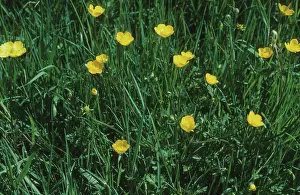 Buttercups: Buttercups in flower