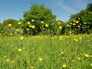 Acris: Buttercups - in meadow