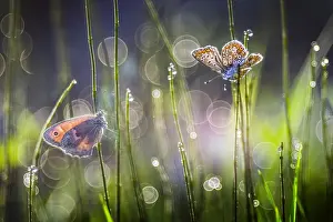 Antennata: Two butterflies among the dew of the grass, Italy
