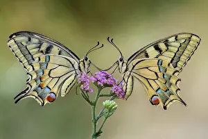 Podalirius: Two butterflies on a flower - Two podalirius on