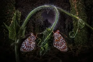 Melitaea: Two butterflies Fritillary (Melitaea sp) resting