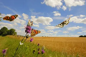 Marbled: Butterflies Painted lady (Cynthia cardui) and Marbled