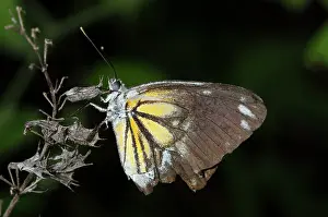 2301222: Butterfliy in flight - West Bali National Park, near Menjang