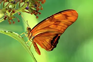 Dryas: Butterfly