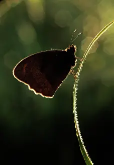 Poise: Butterfly