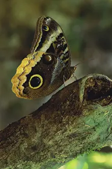 Fragility: Butterfly