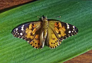 Spectrum: Butterfly