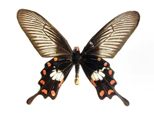 Naturalness: Butterfly