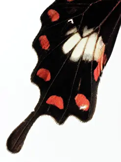 Naturalness: Butterfly