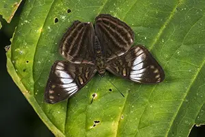 Nymphalidae: butterfly (Adelpha ethelda) Nymphalidae, Tatama