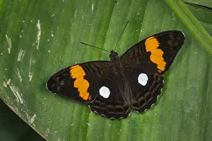 Nymphalidae: butterfly (Adelpha leucophthalma) Nymphalidae, Tatama