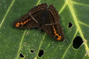Colombia: butterfly (Adelpha levona) Nymphalidae, Tatama National